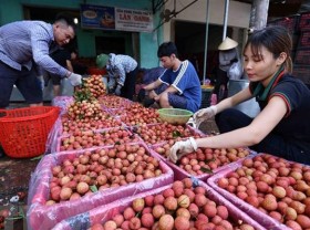 Image: 100 tons of lychees to be exported to Australia