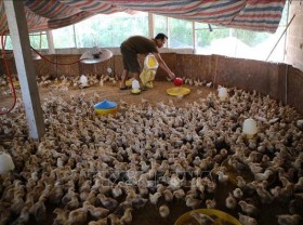 Image: Animal feed prices surge up to 30% year-to-date