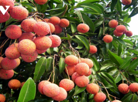 Image: 100 tonnes of Vietnamese lychees to be exported to Australia