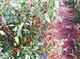 Image: Chili price sinks heavily, farmers forsake harvesting