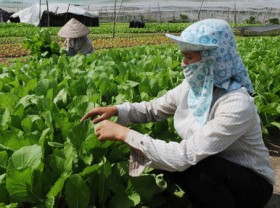 Image: Development of agri-food sector needs untying knots in mechanisms