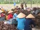 Image: Falling prices of sweet potatoes in Mekong Delta leave farmers crying
