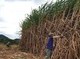 Image: Lacking raw material sugarcane, domestic sugar industry tumbles