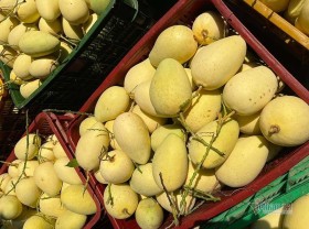 Image: Mango exports: Cambodia has become Vietnam’s rival in the Chinese market