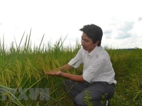 Image: PAN Group entrusted with protection of ST24 and ST25 rice trademarks in int'l markets