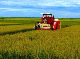 Image: Quang Binh farmers enjoy bumper rice crop