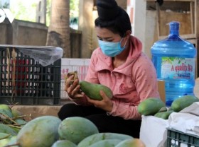 Image: Son La exports 60 tonnes of mango to China