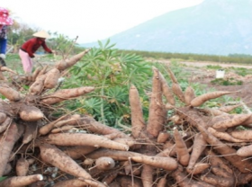 Image: Vietnam s cassava exports enjoy surge in first four months of 2021