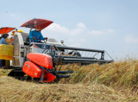Image: Vietnam s rice exporters urged to utilize FTAs to boost shipments