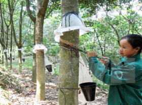 Image: Vietnam s rubber exports enjoy surge in first four months of 2021