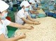 Image: Vietnamese cashew industry sees trade deficit for the first time