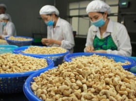 Image: Vietnamese cashew nuts dominate Turkish market