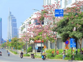 Image: Flowers blossom in the city