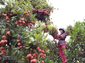 Image: Hai Duong lychee to be sold online
