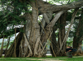 Image: 5 giant trees attract tourists across Vietnam