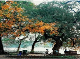 Image: Hoan Kiem Lake shows off glamour during freshwater mangrove s fall foliage season
