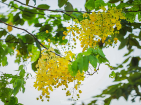 Image: In photo Golden shower tree around West Lake