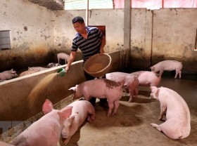 Image: Live pig prices drop significantly