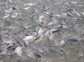 Image: An Giang man raises thousands of “wild” fish as pets