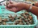 Image: Another Nha Trang restaurant fined for failing to unclear price listing