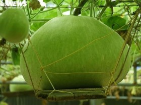 Image: Gourds that weigh 15 kilograms and other unusual phenomena in Vietnam