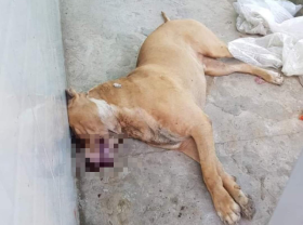 Image: Pit bull euthanized after fatally attacking man, injuring owner in Vietnam