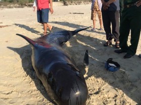 Image: Whale dies after washing up twice on central Vietnam beach