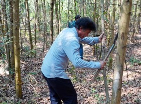 Image: Reforestation may be life-altering to ethnic people