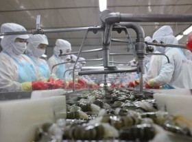 Image: Shrimp exports to Australia on the rise