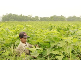 Image: Silkworms help Yên Bái farmers escape poverty