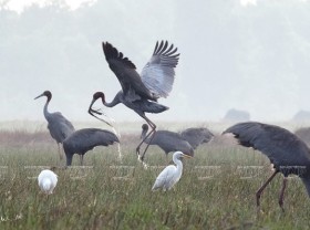 Image: Photos of endemic birds in Vietnam on display