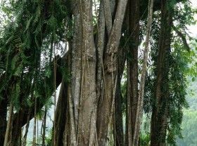 Image: 5 big trees attract tourists along the country