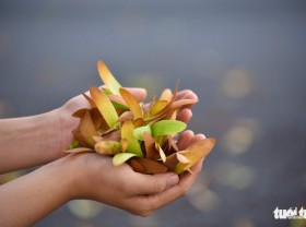 Image: Blooming brown parashorea flowers, spinning like a pinwheel in the middle of Saigon