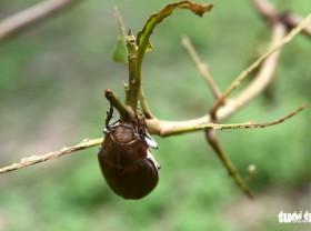 Image: Fruit growers suffer great losses from beetle devastation in Vietnamese province