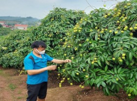 Image: Northern Vietnamese province to welcome 190 Chinese traders for lychee purchase
