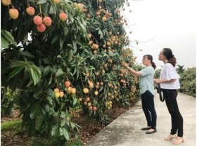 Image: Thanh Ha lychees launched on e-commerce floor