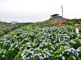 Image: Carpet of hydrangeas on the top of Mau Son