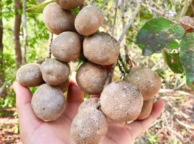 Image: Collection of rustic country fruit, looking to run right back to childhood