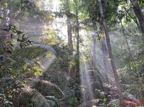 Image: Chu Mom Ray Park: An impressive ASEAN heritage in the Truong Son range