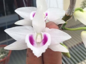 Image: The secret of mutant orchids selling for billions of VND