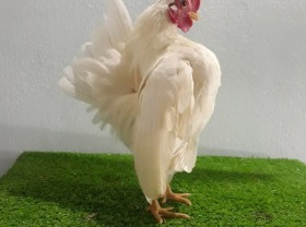 Image: The 8X boy earns a high income from raising a super tiny athlete chicken