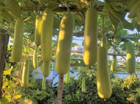 Image: The fruitful garden, the ten-million-dollar mushroom-growing house of the 9X startup girl
