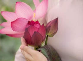 Image: Blooming lotus flowers color the charming city of Hue