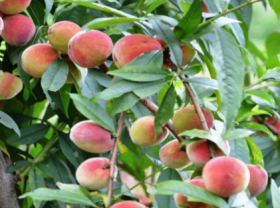 Image: Early ripening peach season on Bac Ha plateau