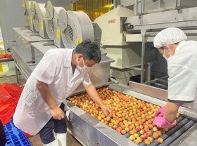 Image: Vietnam to ship some 1,000 tons of lychees to Japan
