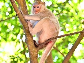 Image: What does Cat Ba Monkey Island have from Vietnamese to tourisms guests?