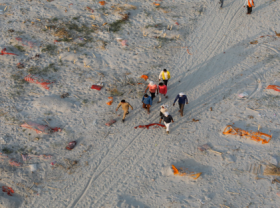 Image: Indian police found bodies buried along the riverbanks suspecting Covid 19 remains