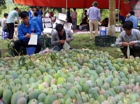 Image: Son La mangoes exported to Australia