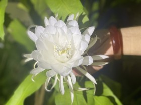 Image: Healthy dishes from a noble flower