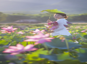 Image: Blooming lotus flowers add allure to Vietnam's central provinces